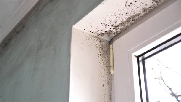 Best Attic Mold Removal  in Unionville, GA